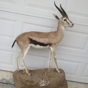 THOMSON’S GAZELLE TAXIDERMY