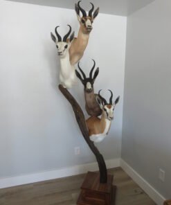 SPRINGBOK TAXIDERMY COLLECTION