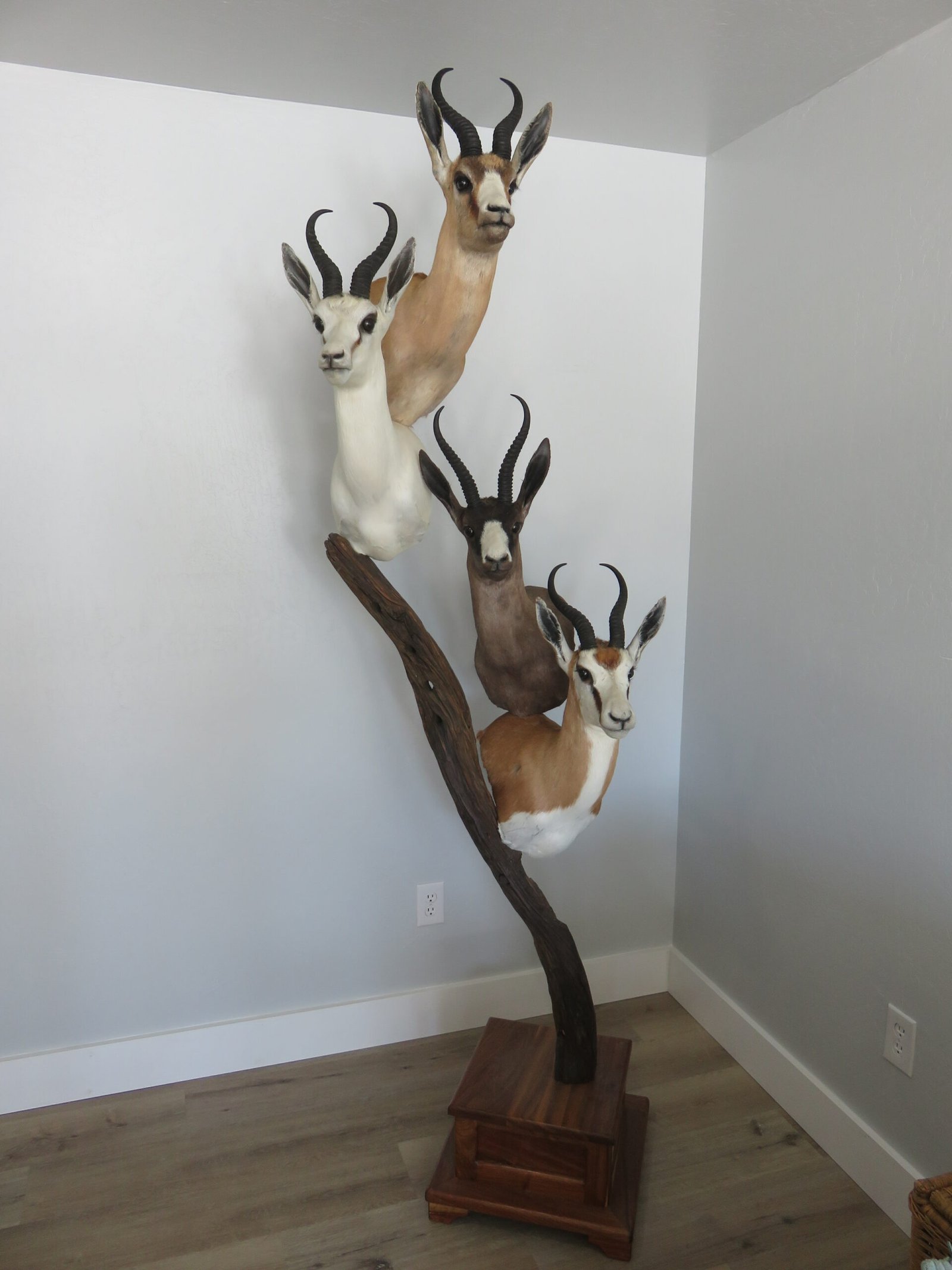 SPRINGBOK TAXIDERMY COLLECTION