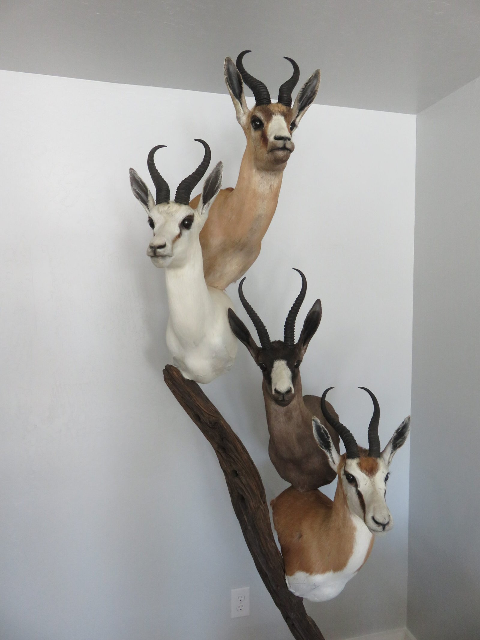 SPRINGBOK TAXIDERMY COLLECTION - Image 3