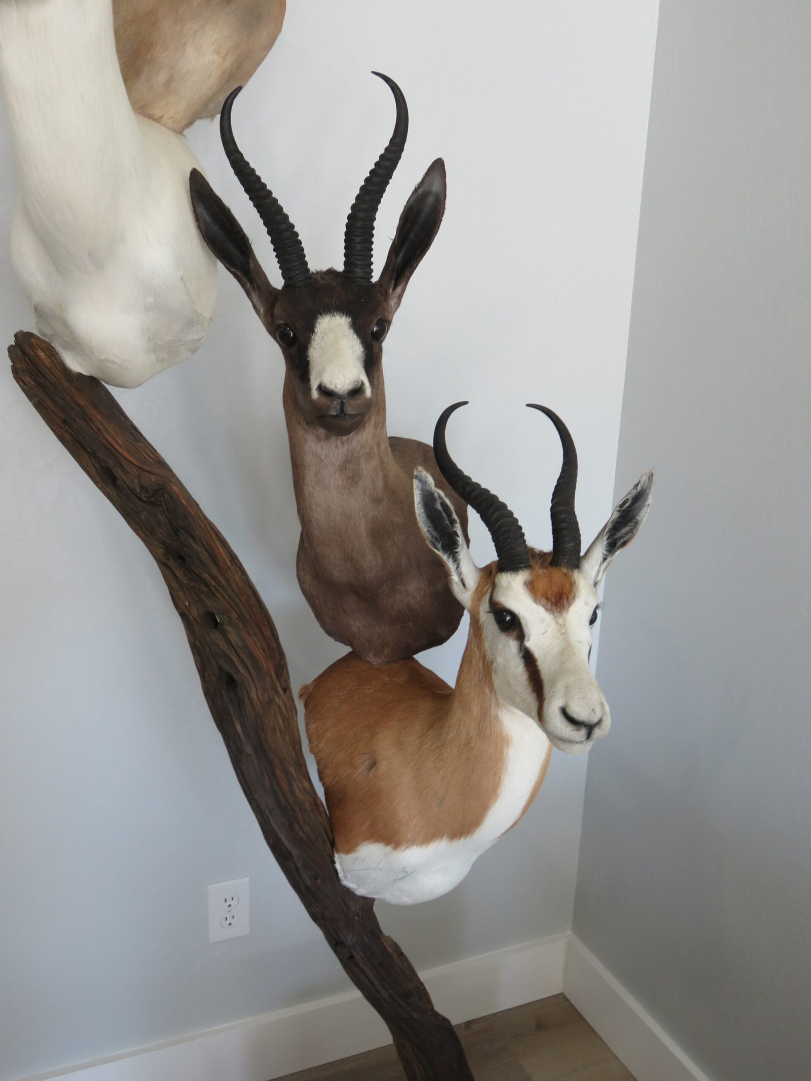SPRINGBOK TAXIDERMY COLLECTION - Image 4