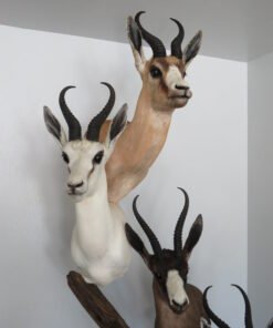 SPRINGBOK TAXIDERMY COLLECTION