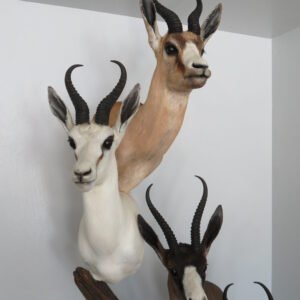 SPRINGBOK TAXIDERMY COLLECTION
