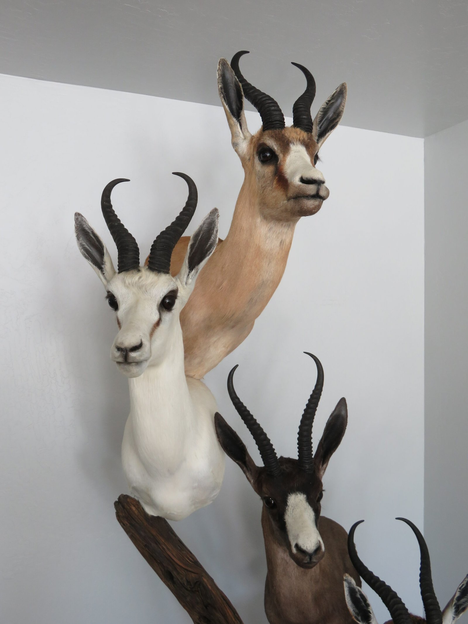 SPRINGBOK TAXIDERMY COLLECTION