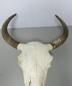 BISON SKULL