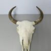 BISON SKULL