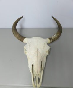 BISON SKULL