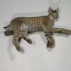 BOBCAT LIFE-SIZE