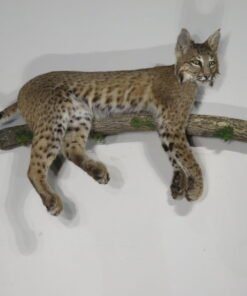 BOBCAT LIFE-SIZE