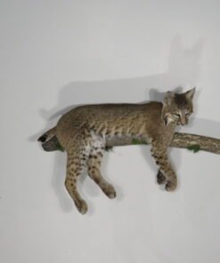 BOBCAT LIFE-SIZE