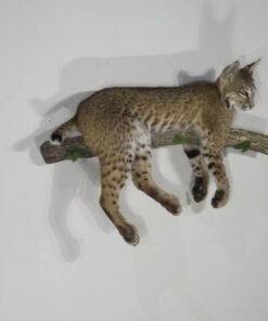 BOBCAT LIFE-SIZE