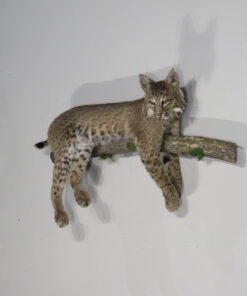 BOBCAT LIFE-SIZE