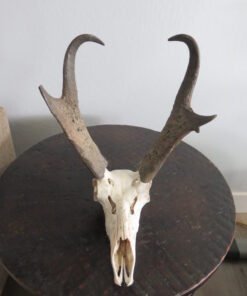 PRONGHORN EUROPEAN MOUNT