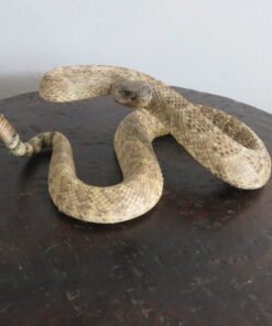 RATTLESNAKE REAL-SKIN