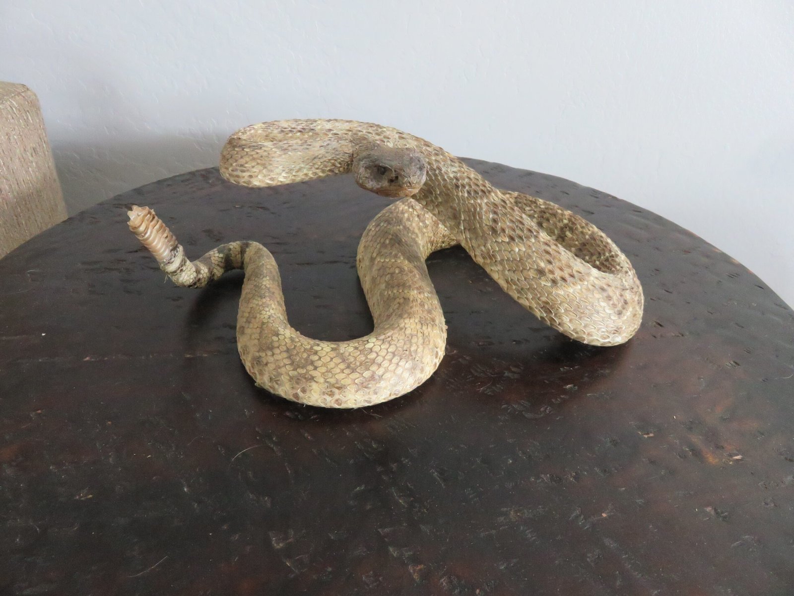 RATTLESNAKE REAL-SKIN RATTLESNAKE REAL-SKIN