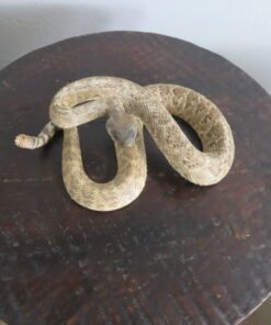 RATTLESNAKE REAL-SKIN