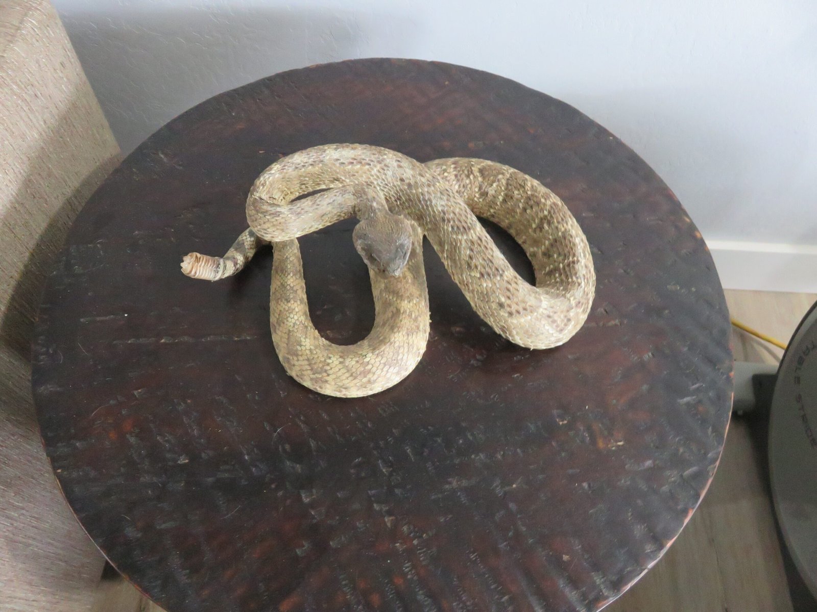 RATTLESNAKE REAL-SKIN RATTLESNAKE REAL-SKIN