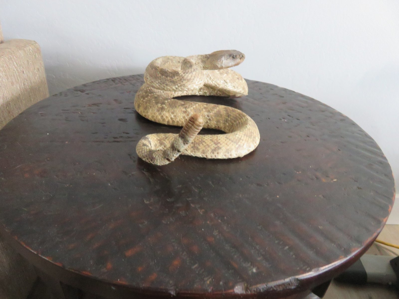 RATTLESNAKE REAL-SKIN RATTLESNAKE REAL-SKIN