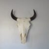 BISON SKULL