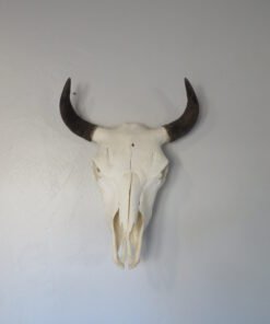 BISON SKULL