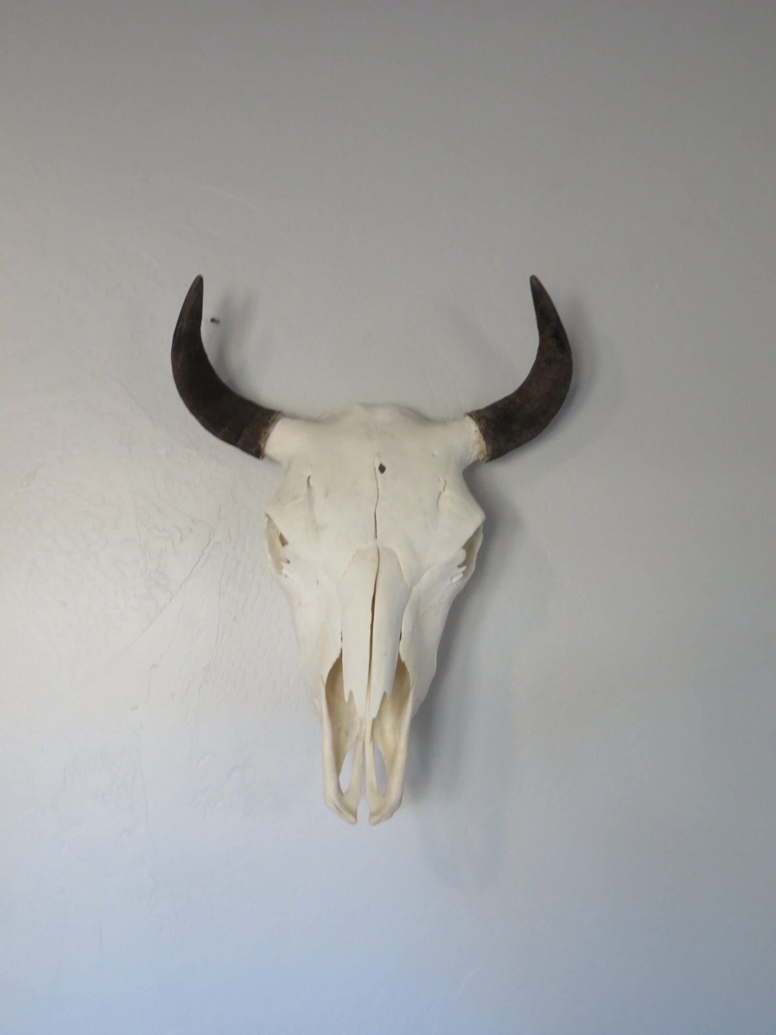 BISON SKULL BISON SKULL