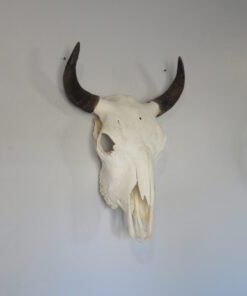 BISON SKULL