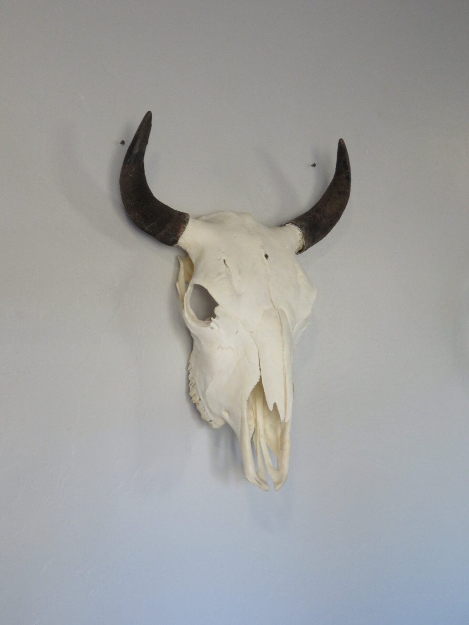 BISON SKULL BISON SKULL