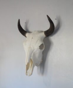BISON SKULL