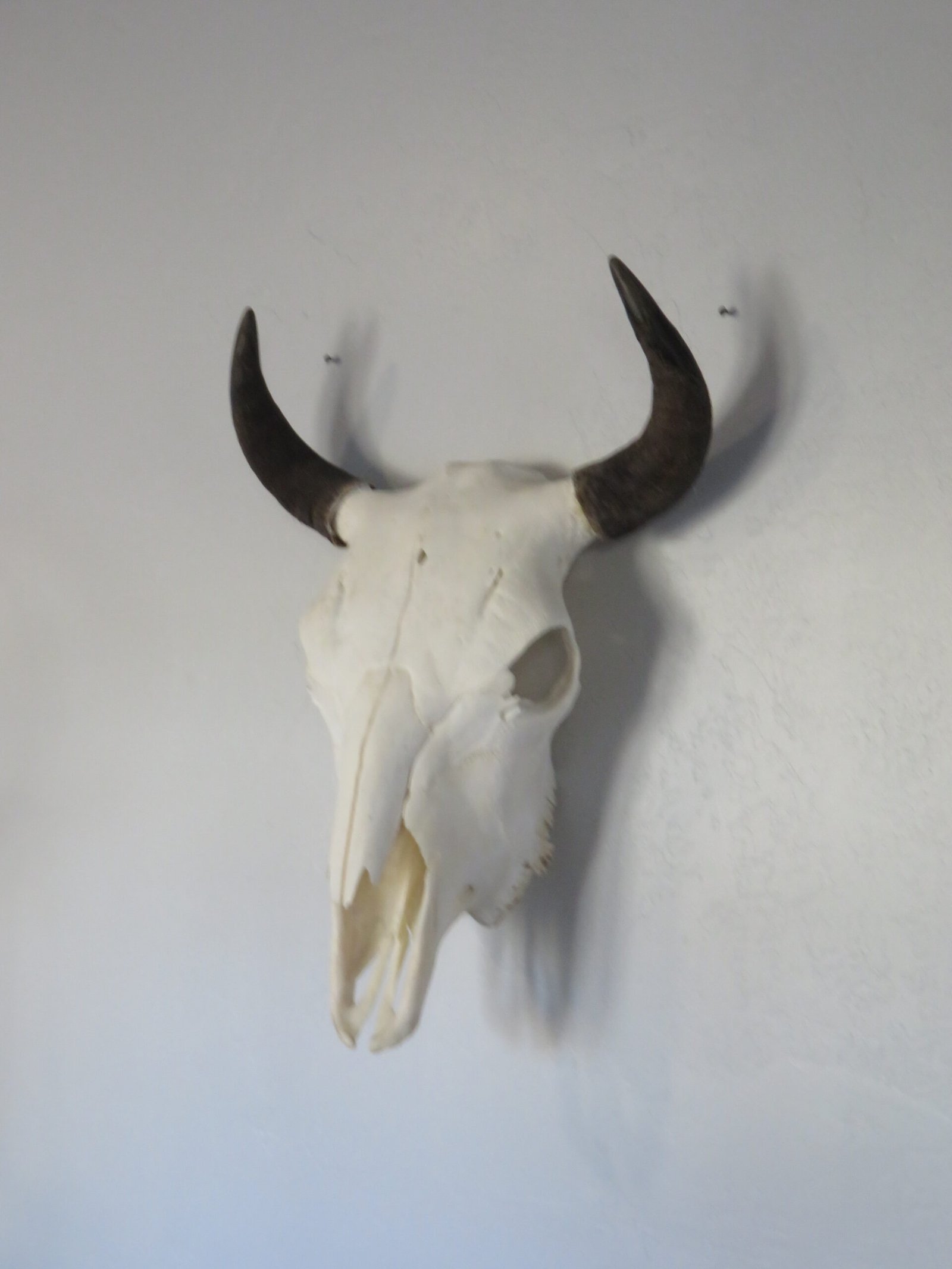 BISON SKULL BISON SKULL