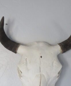 BISON SKULL