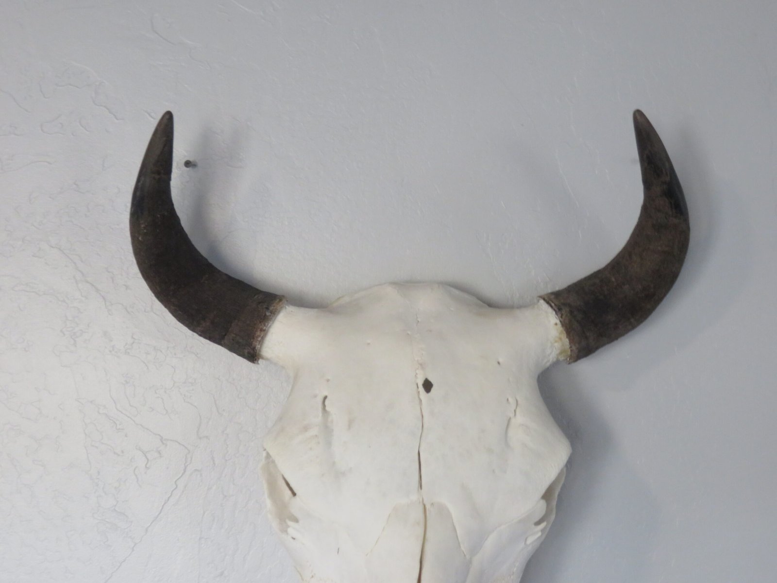BISON SKULL BISON SKULL
