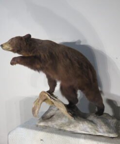 LIFE-SIZED BLACK BEAR