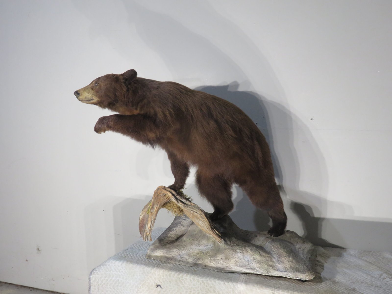 LIFE-SIZED BLACK BEAR LIFE-SIZED BLACK BEAR