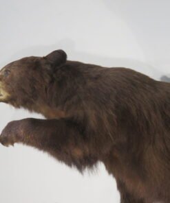 LIFE-SIZED BLACK BEAR