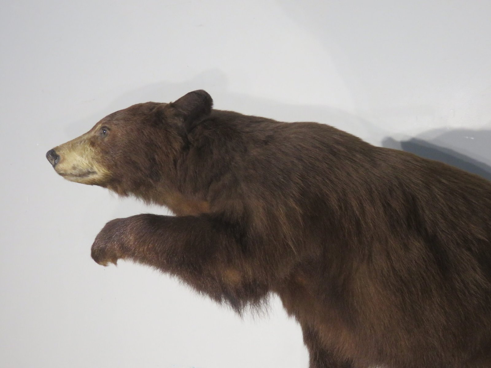 LIFE-SIZED BLACK BEAR LIFE-SIZED BLACK BEAR