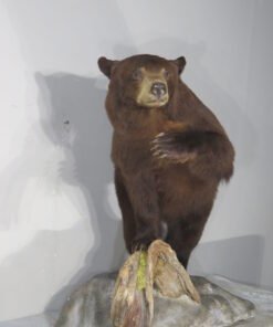 LIFE-SIZED BLACK BEAR