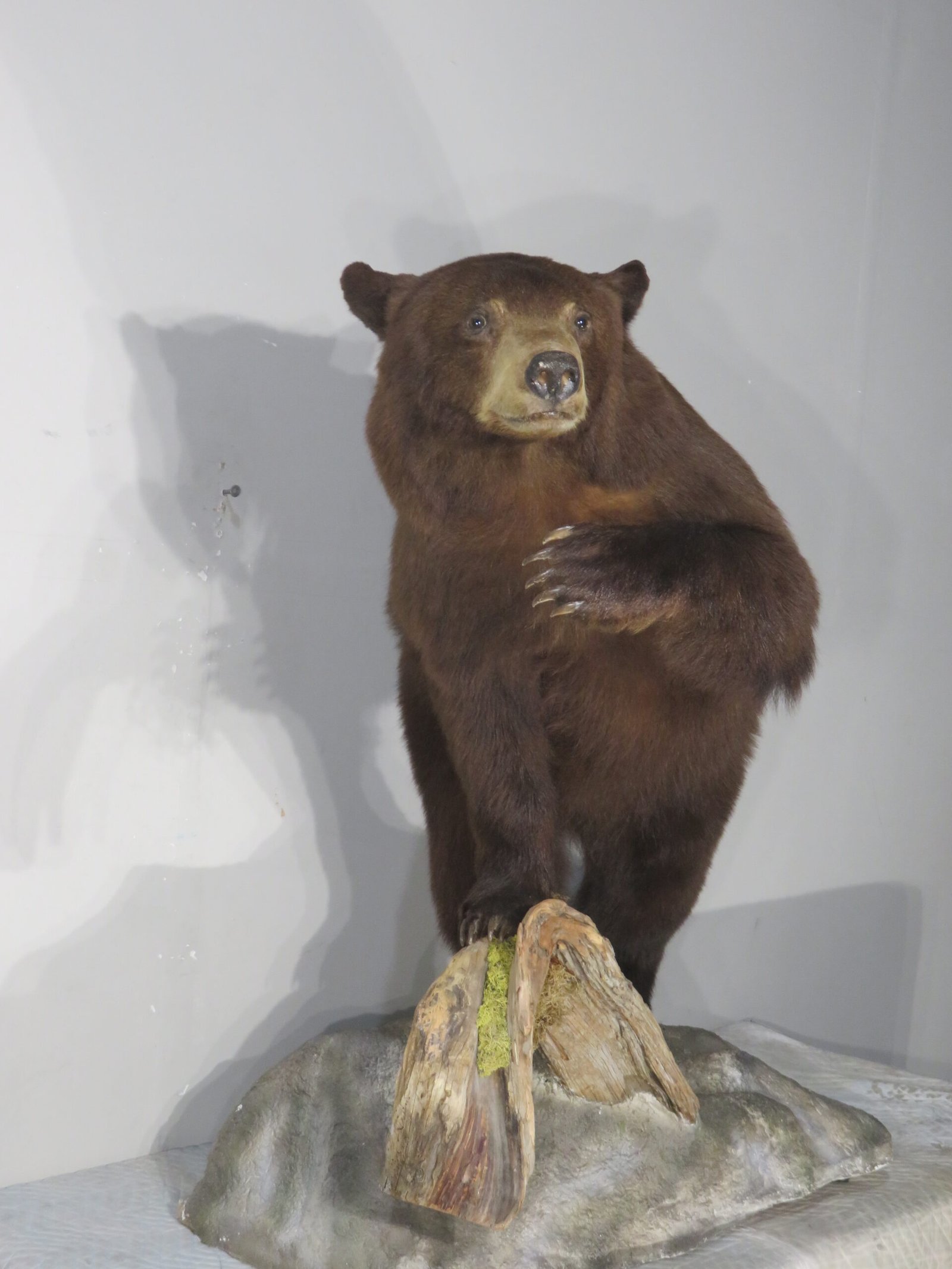 LIFE-SIZED BLACK BEAR LIFE-SIZED BLACK BEAR