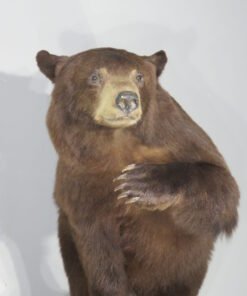 LIFE-SIZED BLACK BEAR