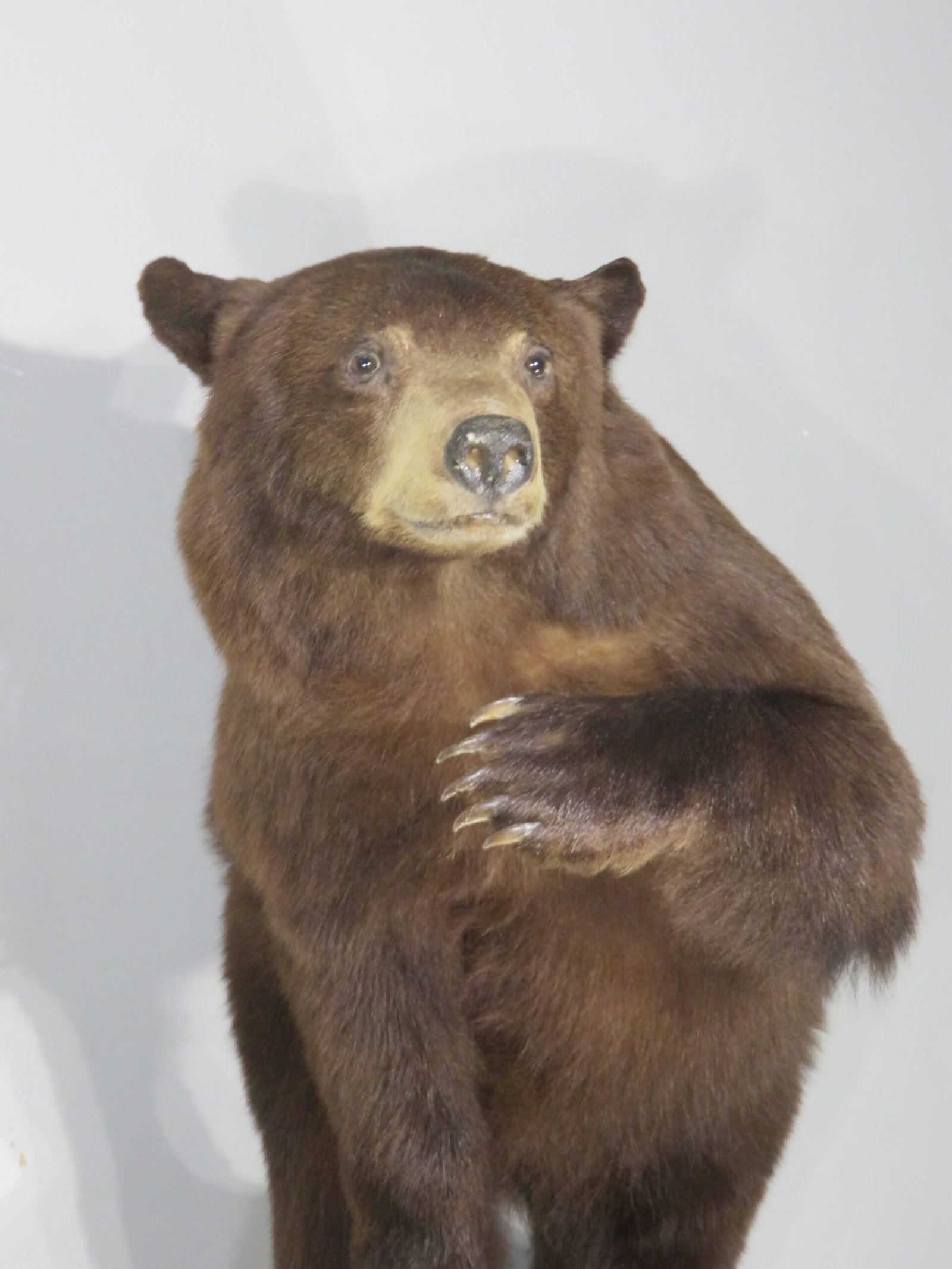 LIFE-SIZED BLACK BEAR LIFE-SIZED BLACK BEAR