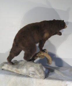 LIFE-SIZED BLACK BEAR