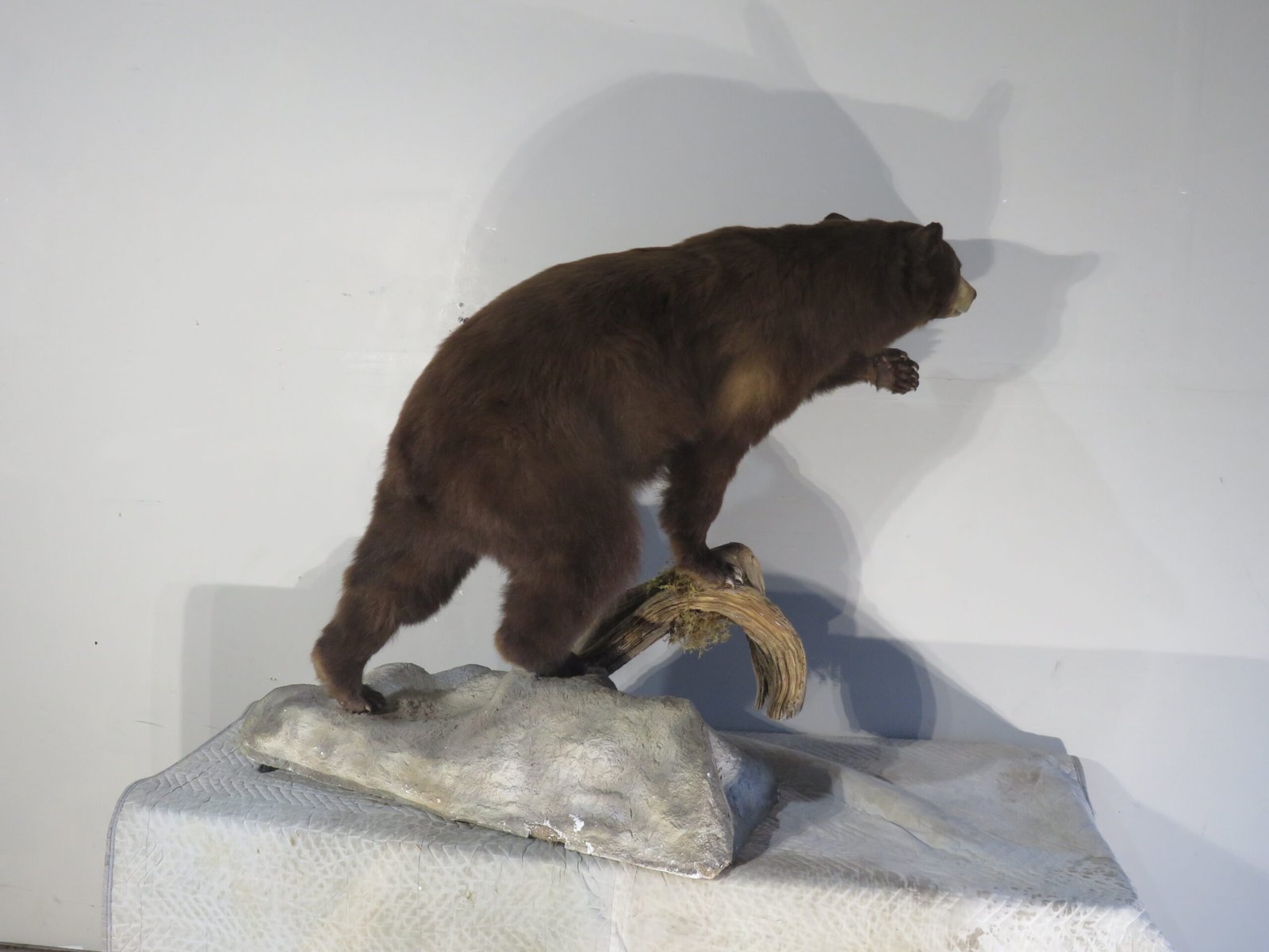 LIFE-SIZED BLACK BEAR LIFE-SIZED BLACK BEAR