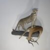 LEOPARD & IMPALA