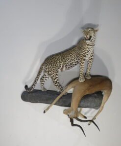 LEOPARD & IMPALA