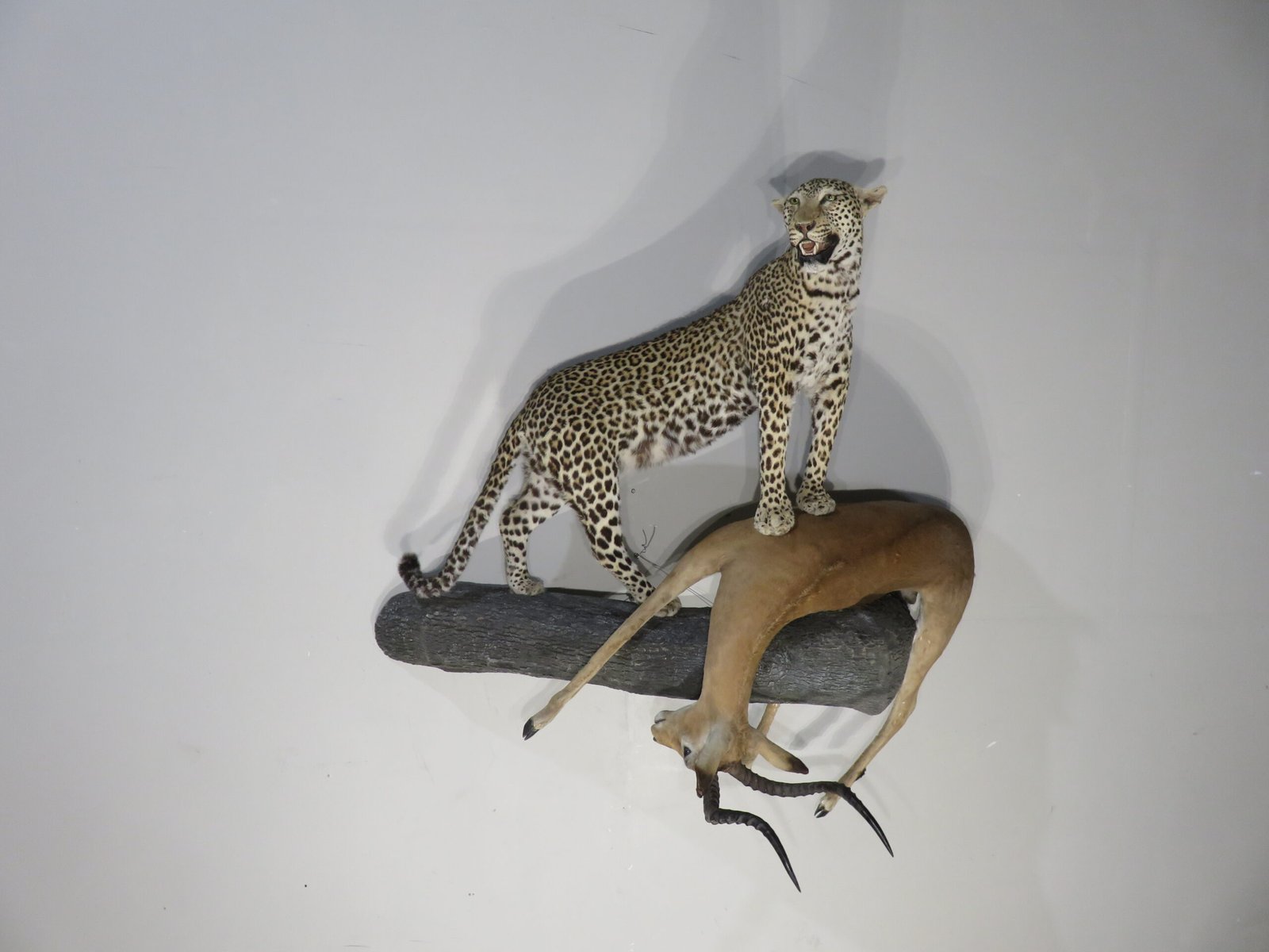 LEOPARD & IMPALA LEOPARD & IMPALA