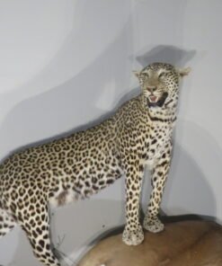 LEOPARD & IMPALA