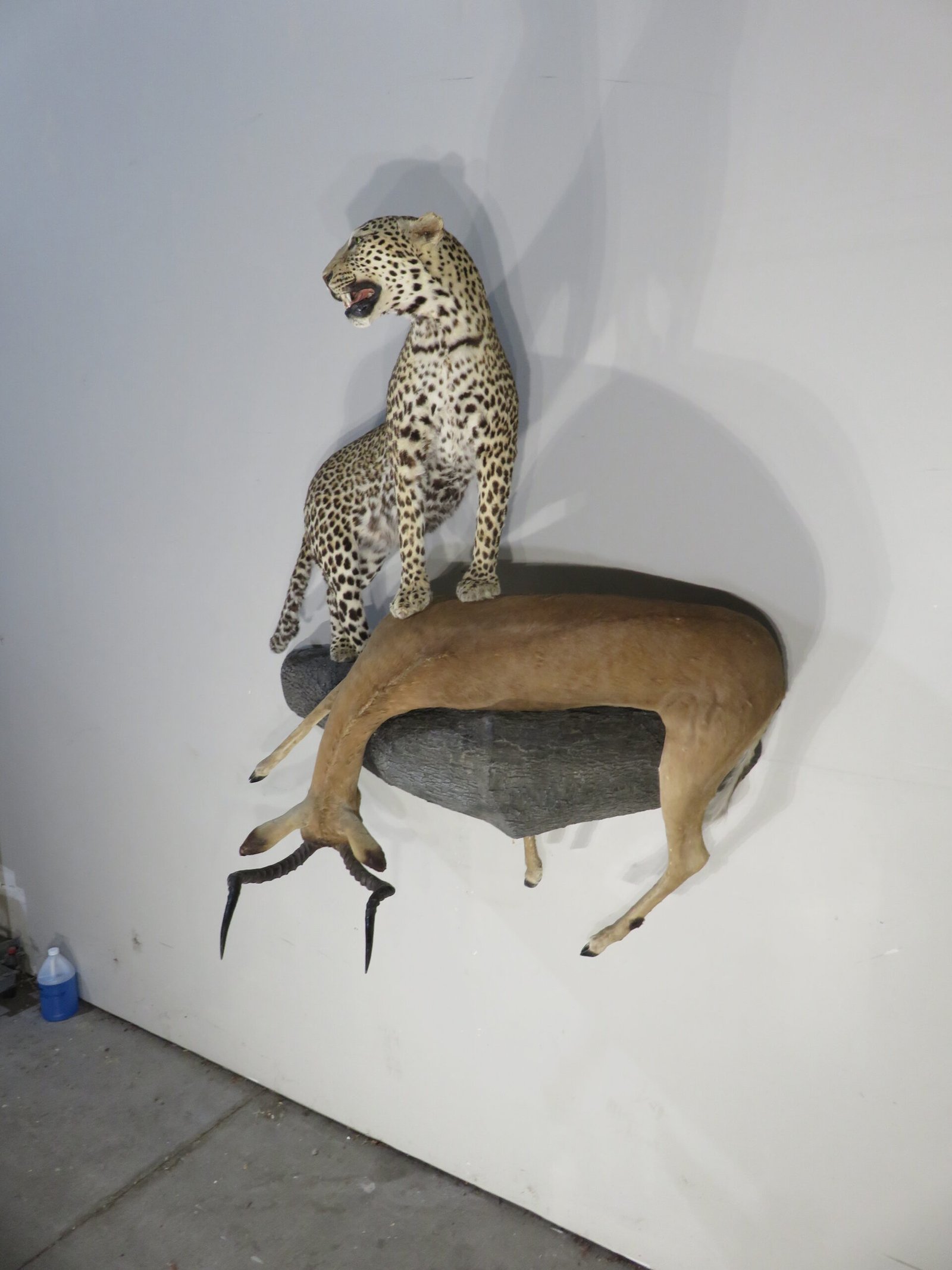 LEOPARD & IMPALA LEOPARD & IMPALA