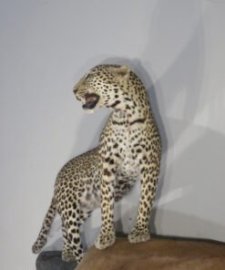 LEOPARD & IMPALA