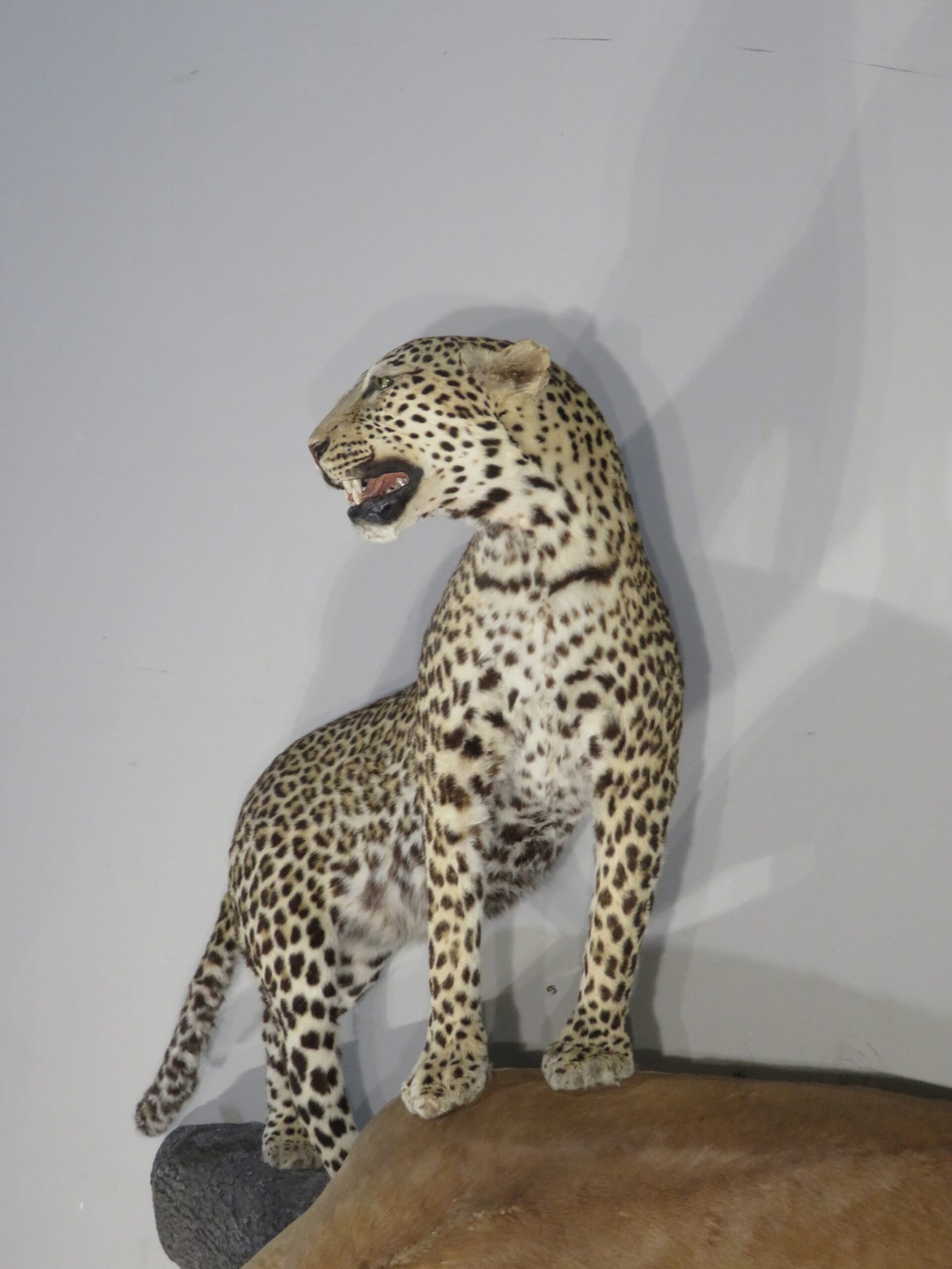 LEOPARD & IMPALA LEOPARD & IMPALA