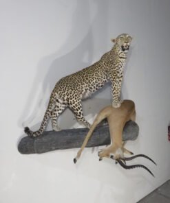 LEOPARD & IMPALA