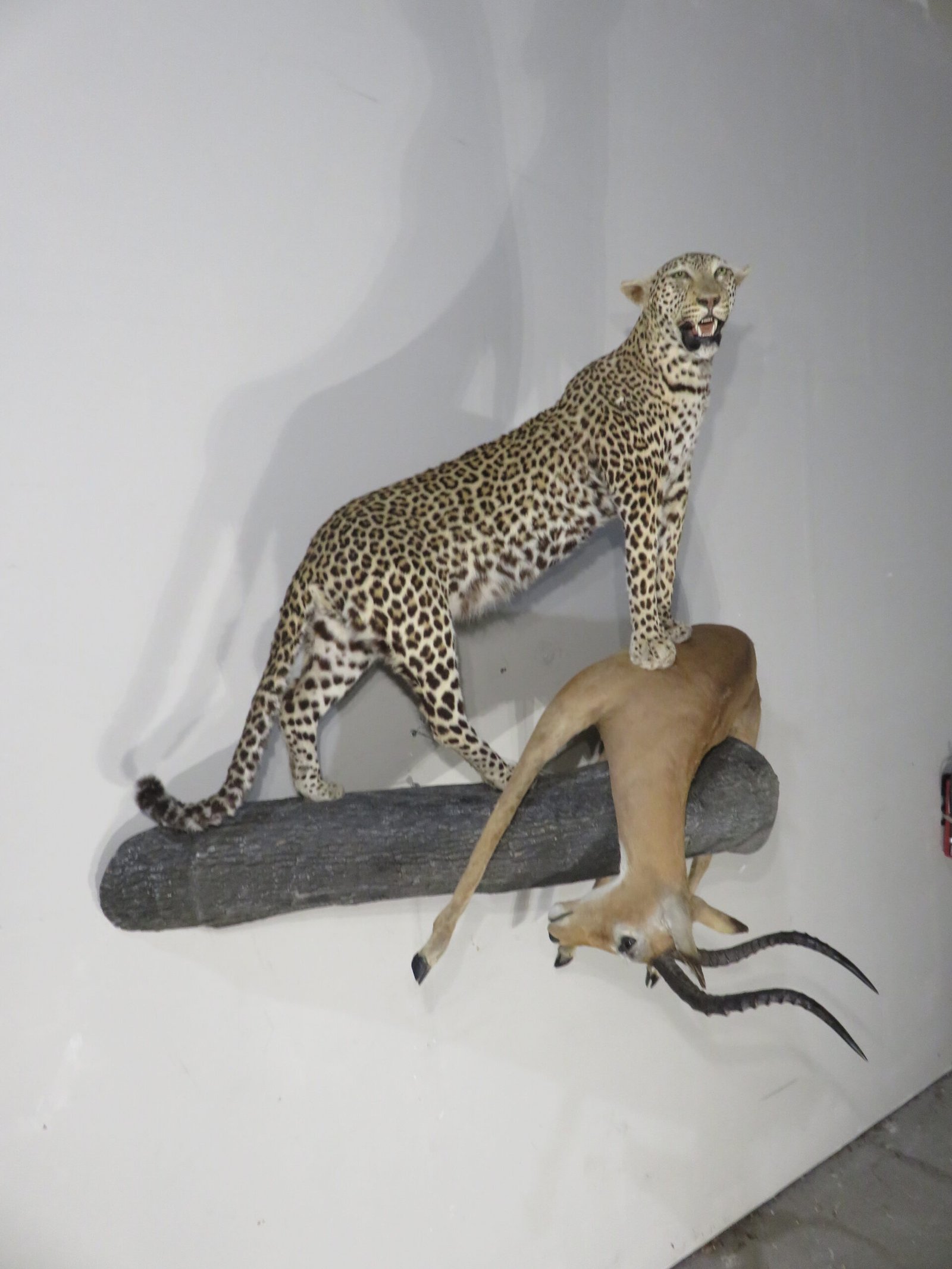 LEOPARD & IMPALA LEOPARD & IMPALA